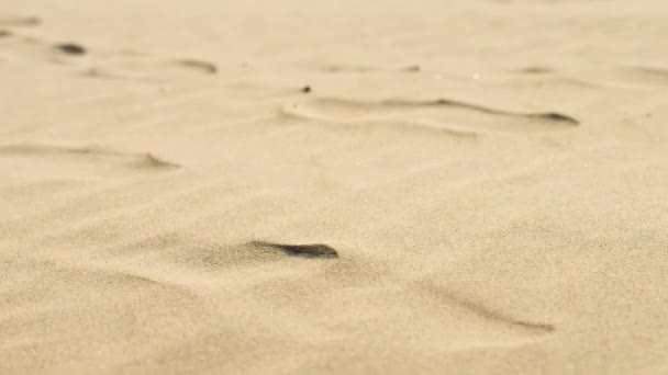 Ветер Заметает Следы Песке Фон Мелкой Текстуры Песка Крупном Плане — стоковое видео