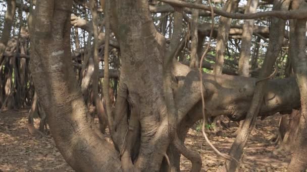 Kmen Banyanu Parku Indii Vysoce Kvalitní Video Záběry — Stock video