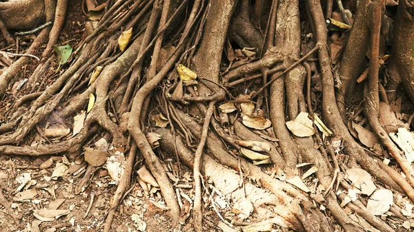 trunks of Ficus bengalensis trees are rooted in the ground. High quality photo