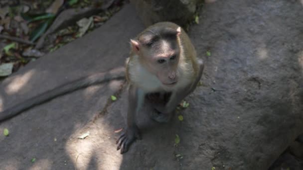 Macaque Monkey Sitting Rocks Viewed High Quality Video Footage — Stock Video