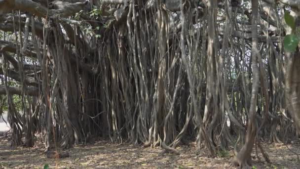 Gruppi Alberi Banyan Una Foresta Tropicale Video Alta Qualità — Video Stock