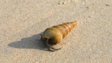 Su altı dünyasının sakini kumlu kıyı şeridi boyunca sürünüyor. Yüksek kalite fotoğraf