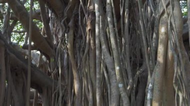 Güneş ışığında kutsal banyan ağacının gövdeleri. Yüksek kalite 4k video kaydı