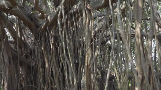 Egy Banyan Törzse Egy Indiai Parkban Kiváló Minőségű Videofelvétel — Stock videók