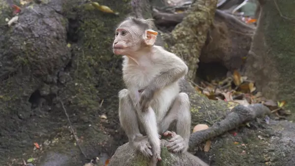 small monkey is sitting on a rock and scratching. High quality photo