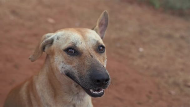 Feliz Perro Sonriente Color Arena Perro Amable Video Alta Calidad — Vídeos de Stock