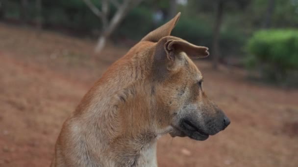 一只耳朵被咬的无家可归的生姜狗 高质量的4K视频镜头 — 图库视频影像