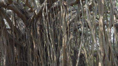 Hindistan 'da bir parkta banyan ağacı gövdesi. Yüksek kalite fotoğraf