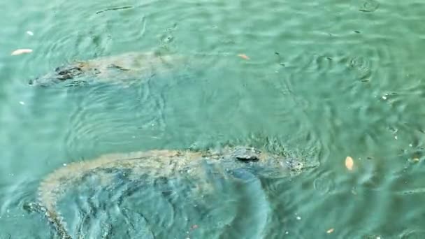 Krokodillen Zwemmen Een Rivier Bovenaanzicht Hoge Kwaliteit Videobeelden — Stockvideo