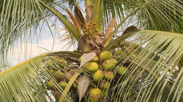 Coconut palm from below with green coconuts. High quality photo