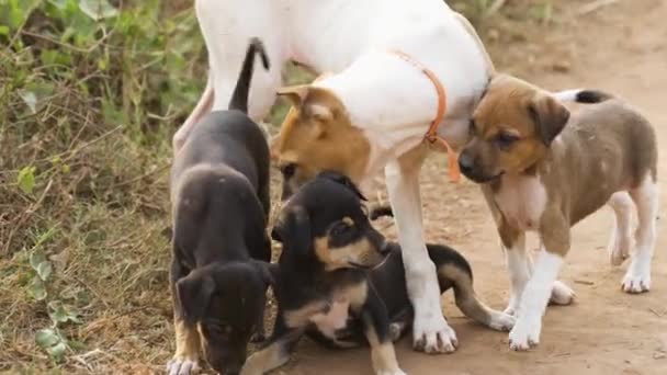 Perro Callejero Está Jugando Con Los Cachorros Video Alta Calidad — Vídeos de Stock