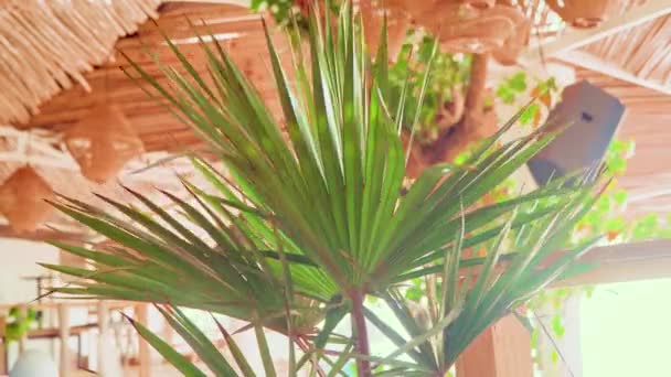 Branches Palm Trees Serve Decorative Elements Cafe High Quality Video — Stock Video