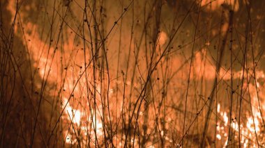 Çalıların arasında yangın var. Büyük turuncu alevler. Yüksek kalite fotoğraf