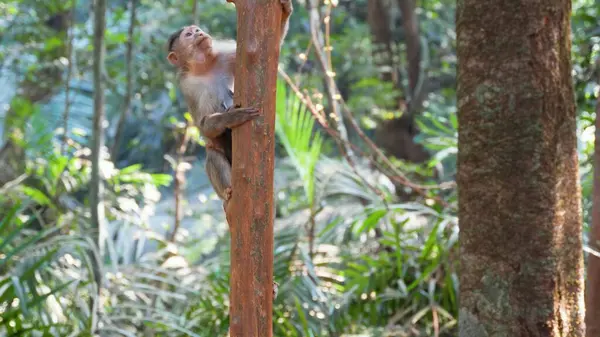 little monkey is climbing up the tree trunk in the jungle. High quality photo