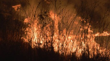 Tropikal ormanlarda kuru bir iklimde orman yangını. Yüksek kalite fotoğraf