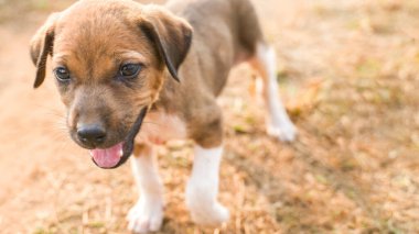 Kızıl köpek yavrusu, yüzüne yakın çekim. Yüksek kalite fotoğraf