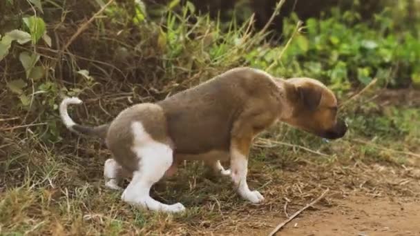 Açık Renkli Köpek Yavrusu Ormandaki Yolda Çimenlerde Yuvarlanıyor Yüksek Kalite — Stok video