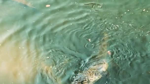 河流鳄鱼盘旋 准备进攻 高质量的4K视频镜头 — 图库视频影像