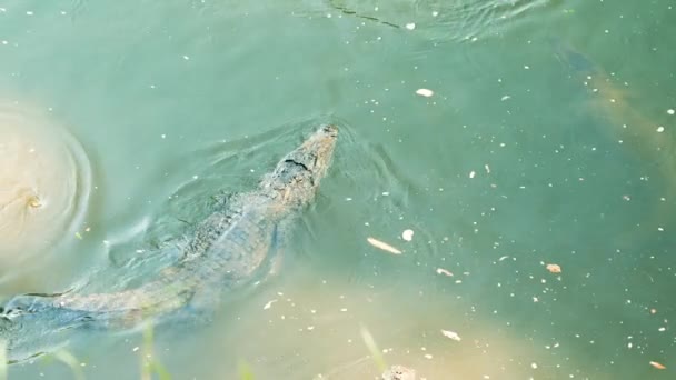 Krokodyle Pływające Powierzchni Wody Rzece Azjatyckim Kraju Wysokiej Jakości Materiał — Wideo stockowe