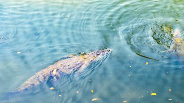 Tropikal bir ülkede nehirde yüzen timsahlar. Yüksek kalite fotoğraf