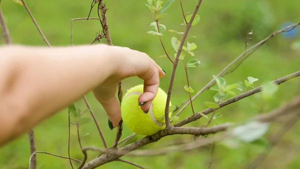 girl hand retrieves a tennis ball stuck in the branches close up. High quality photo