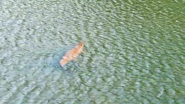 鳄鱼在河里游来游去 从上往下看 高质量的4K视频镜头 — 图库视频影像