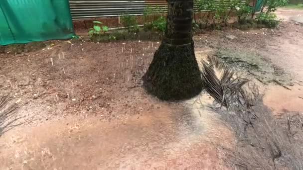 Chuva Forte Ciclone Uma Palmeira Imagens Alta Qualidade — Vídeo de Stock
