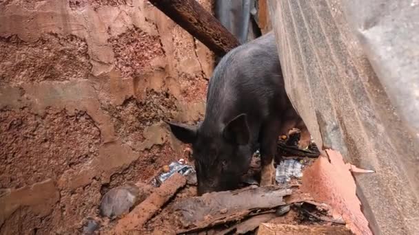 Cerdo Negro Una Granja Buscando Comida Suelo Imágenes Alta Calidad — Vídeo de stock