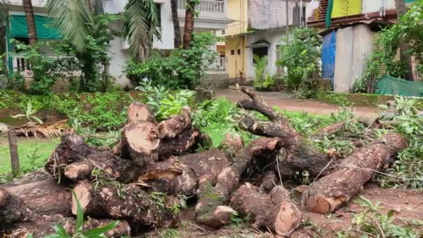 Upadłe Ścięte Drzewo Tropikalnym Kraju Wysokiej Jakości Materiał — Wideo stockowe