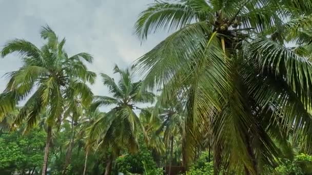 Chuva Monção Caindo Nas Folhas Palmeira Imagens Alta Qualidade — Vídeo de Stock