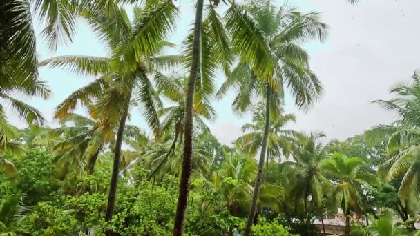 Rain Drops Falls Palm Tree Leaves Monsoon Rain High Quality — Stock Video