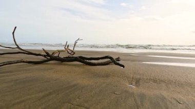 Deniz kıyısındaki ağaç dalı. Yüksek kalite 4k görüntü