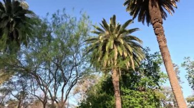 Mavi gökyüzü arka planında palmiye ağacı. Yüksek kalite fotoğraf