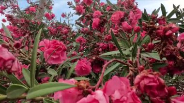 Çiçek saksısında kırmızı çiçekler. Zakkum. Yüksek kalite fotoğraf