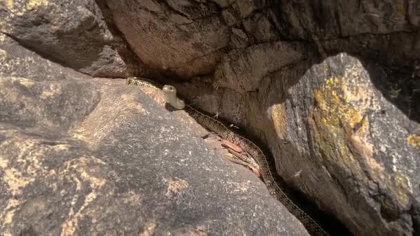 Reptile Cache Dans Une Crevasse Entre Les Rochers Photo Haute — Video