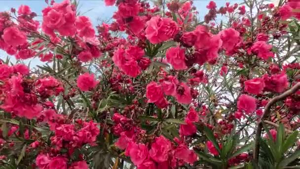 赤とピンクのオレアンダーの花のクラスター 高品質の写真 — ストック動画