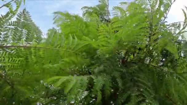 Árvore Cheia Muitas Folhas Verdes Jacaranda Mimosifolia Foto Alta Qualidade — Vídeo de Stock