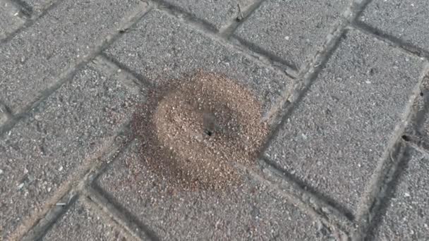 Ameisenhaufen Entstehen Auf Pflasterplatten Aus Nächster Nähe Hochwertiges Foto — Stockvideo