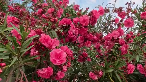 Różnorodność Oleander Czerwone Kwiaty Doniczce Wysokiej Jakości Zdjęcie — Wideo stockowe