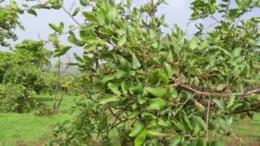 Bir sürü yeşil yaprakla dolu ağaç. Yüksek kalite fotoğraf