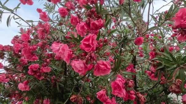 Árvore Cheia Muitas Flores Vermelhas Doce Oleandro Foto Alta Qualidade — Vídeo de Stock