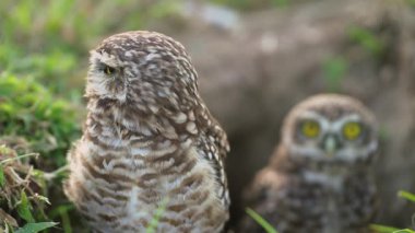 Gagası açık baykuş yuvası yan tarafa bakıyor. Yüksek kalite 4k görüntü