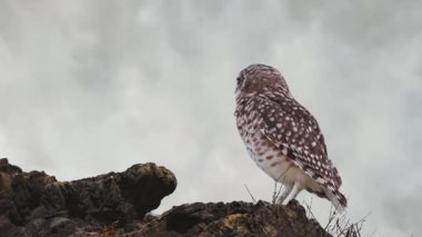 Yuvalanan baykuş dramatik bulutlu gökyüzü ile kayalık uçuruma tünedi. Yüksek kalite 4k görüntü