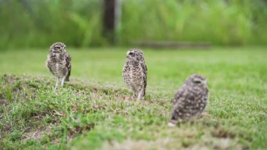 Çimen tarlasında dikilen bir grup oyuk baykuşu. Yüksek kalite 4k görüntü