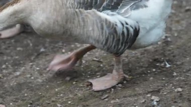 Toprağın üstünde dikilen kaz ayaklarının yakın çekimi. Yüksek kalite 4k görüntü