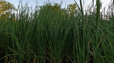 Uzun yeşil sazlıklar bir yaz günü yoğun kümeler halinde büyür. Yüksek kalite 4k görüntü