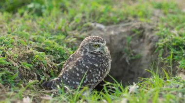 Burrowing owl mid-call outside its burrow in grassy area. High quality 4k footage