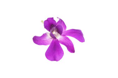 Mor orkide beyaza izole edilmiş..