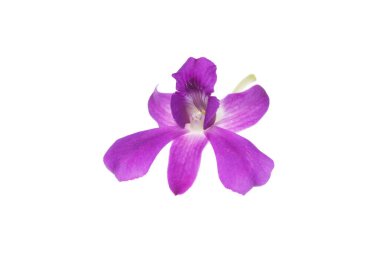 Mor orkide beyaza izole edilmiş..