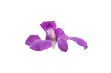 Mor orkide beyaza izole edilmiş..